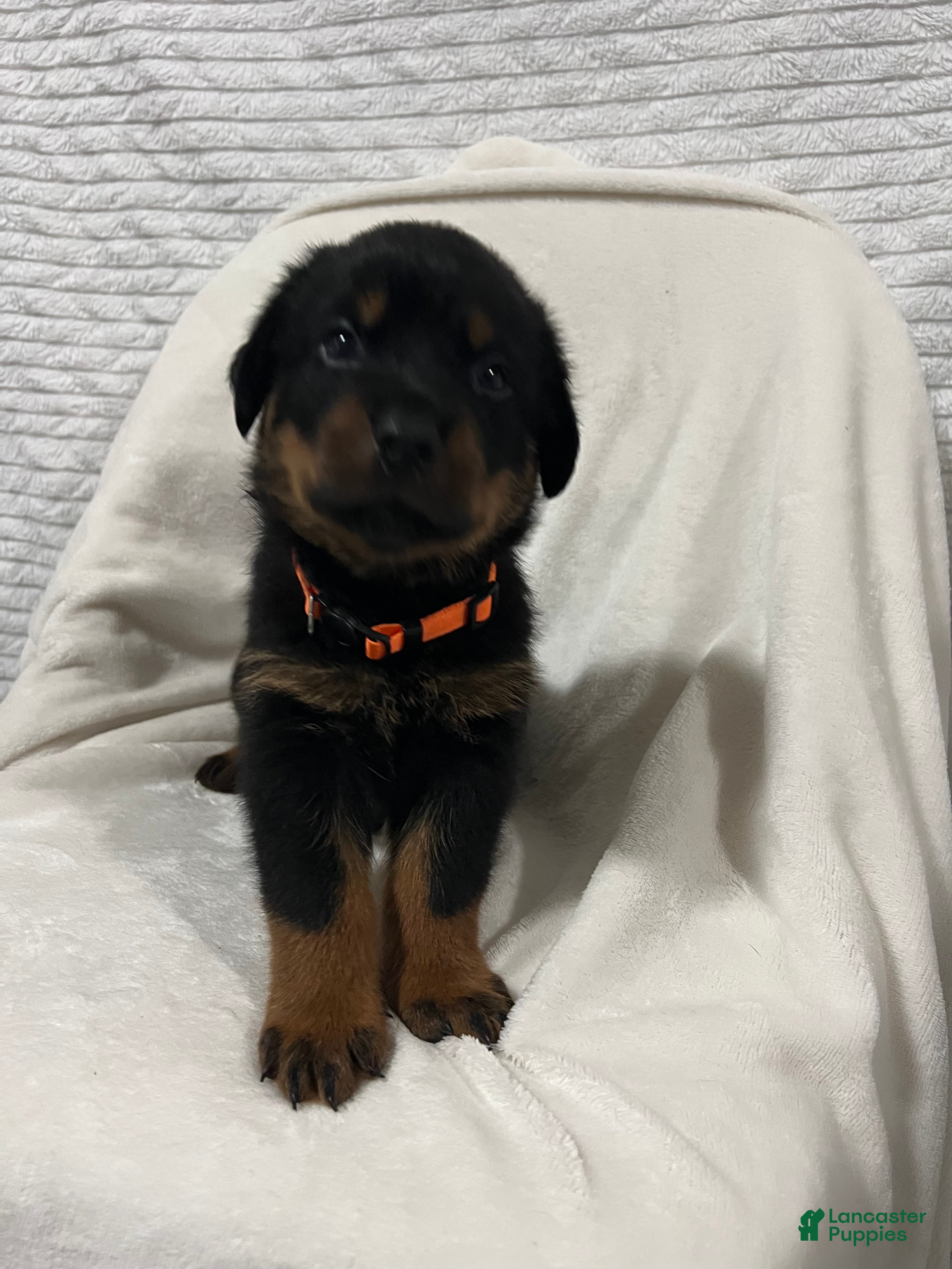 Rottweiler dogs Taz - Ad 39