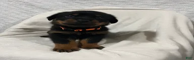 Taz