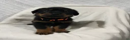 Rottweiler dogs for sale: Taz - Ad 1