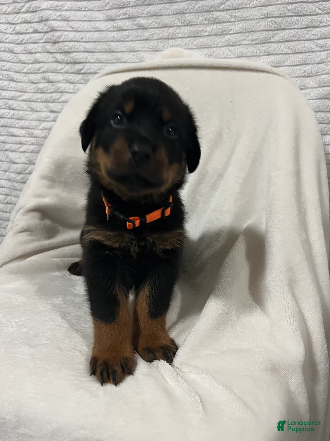 Rottweiler dogs for sale: Taz - Ad 1