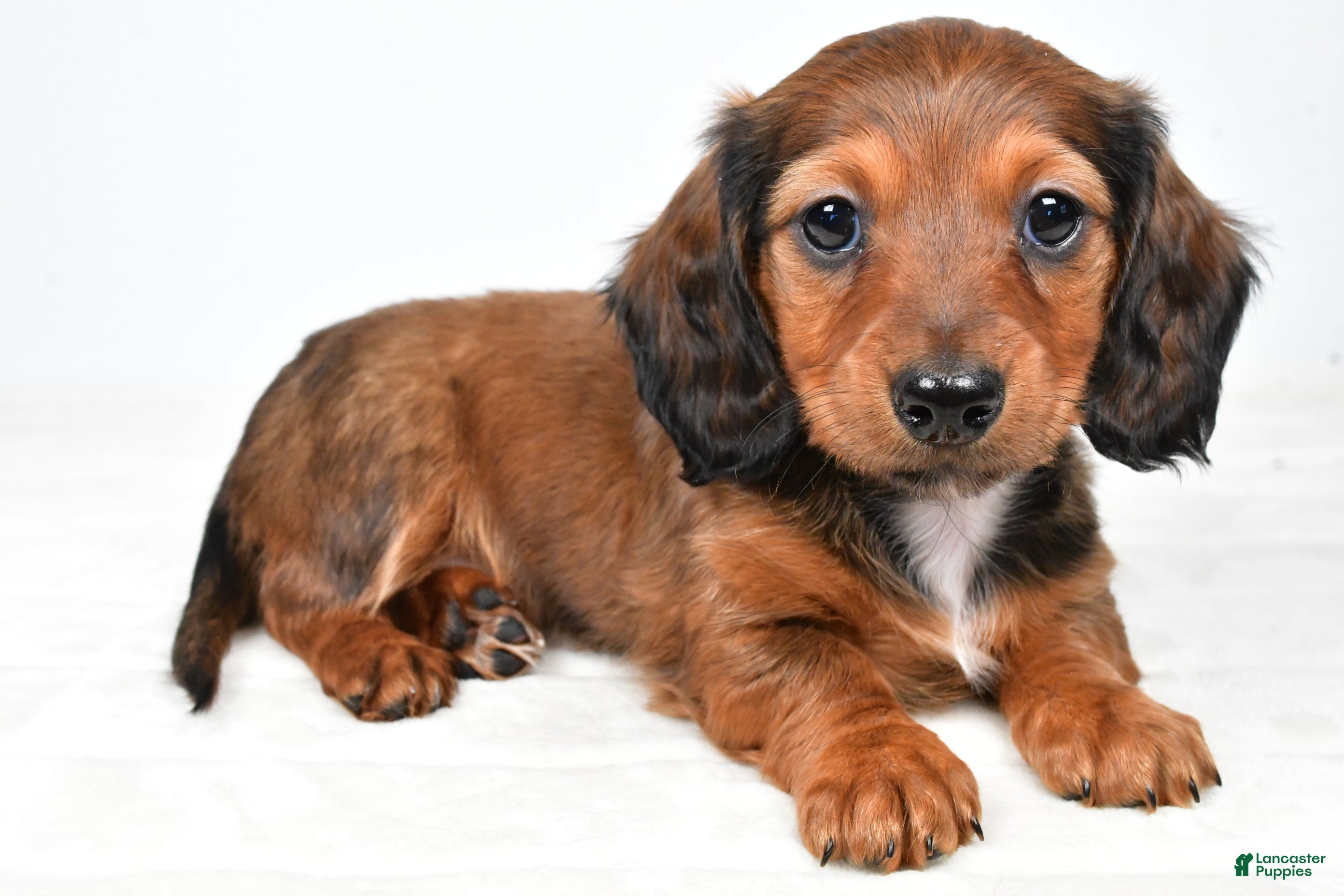 Miniature Dachshund dogs Chloe - Ad 1