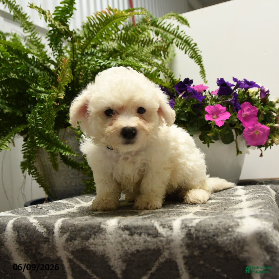 Bichon Frise dogs Crandle - Ad 1