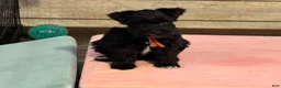 Miniature Schnauzer dogs for sale: Promise - Ad 1