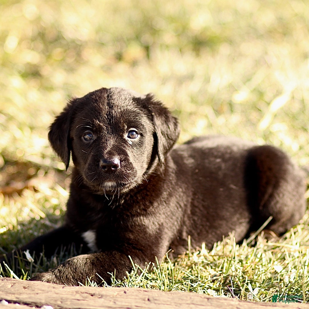 Mixed Breed dogs for sale: Lennox - Ad 3