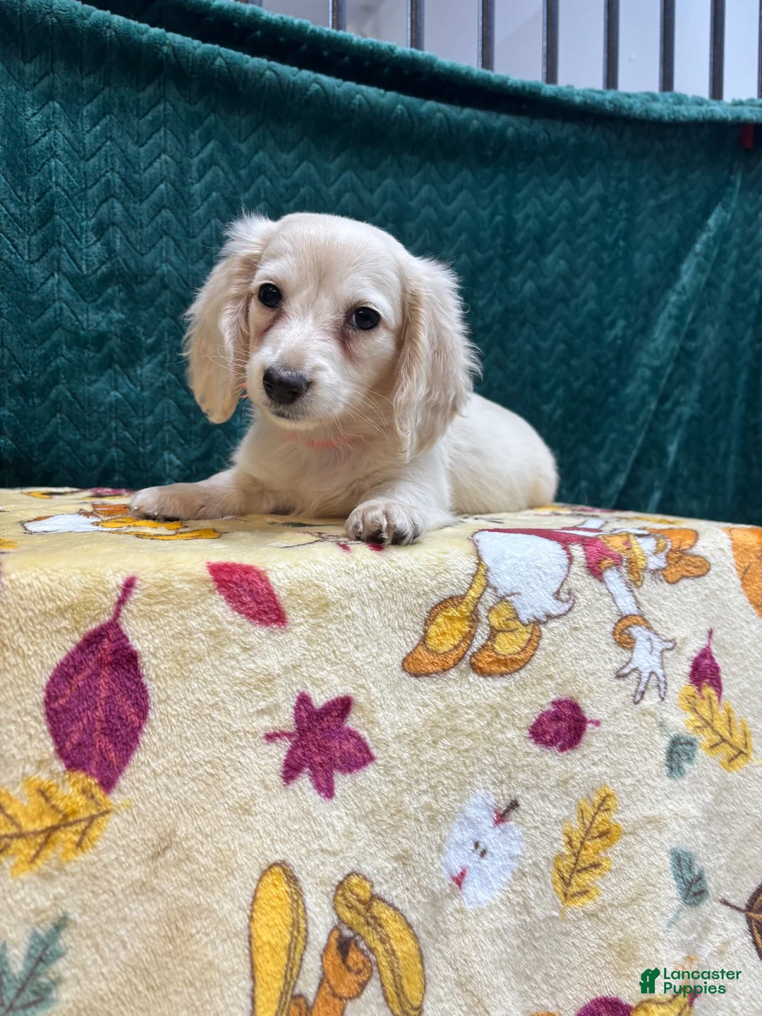 Miniature Dachshund dogs for sale: Miniature Dachshund 1 - Ad 4