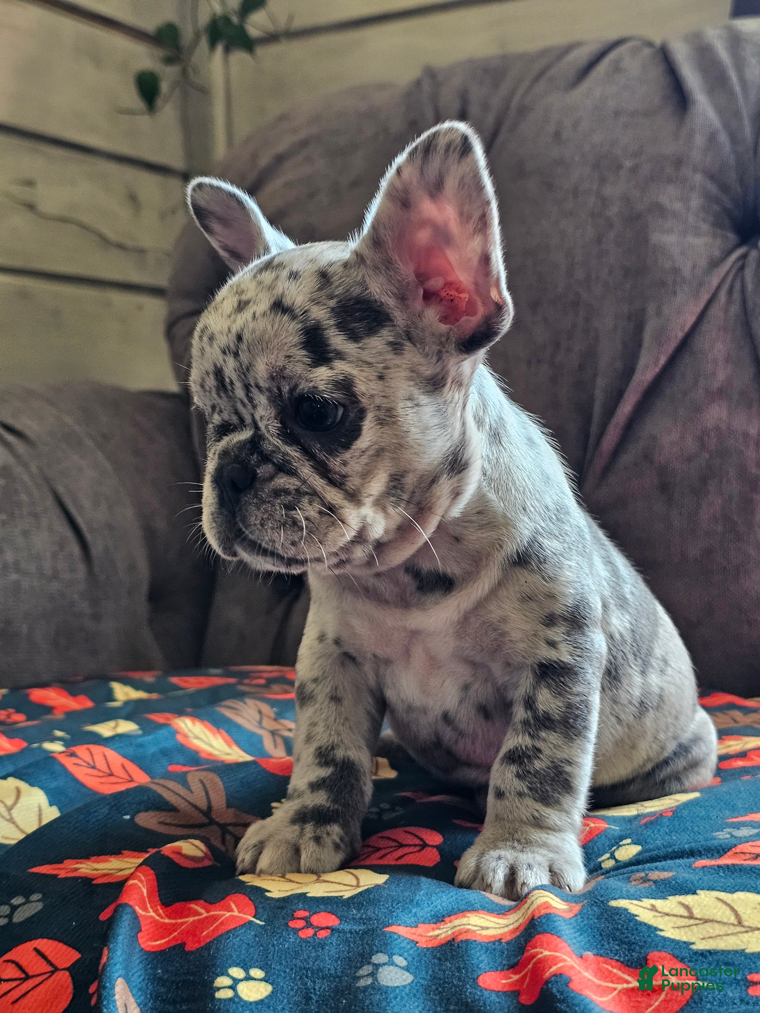 French Bulldog dogs Mango - Ad 2