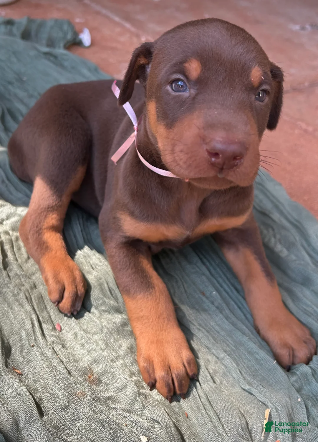 Doberman Pinscher dogs for sale: Doberman Pinscher Puppy 2 - Ad 2