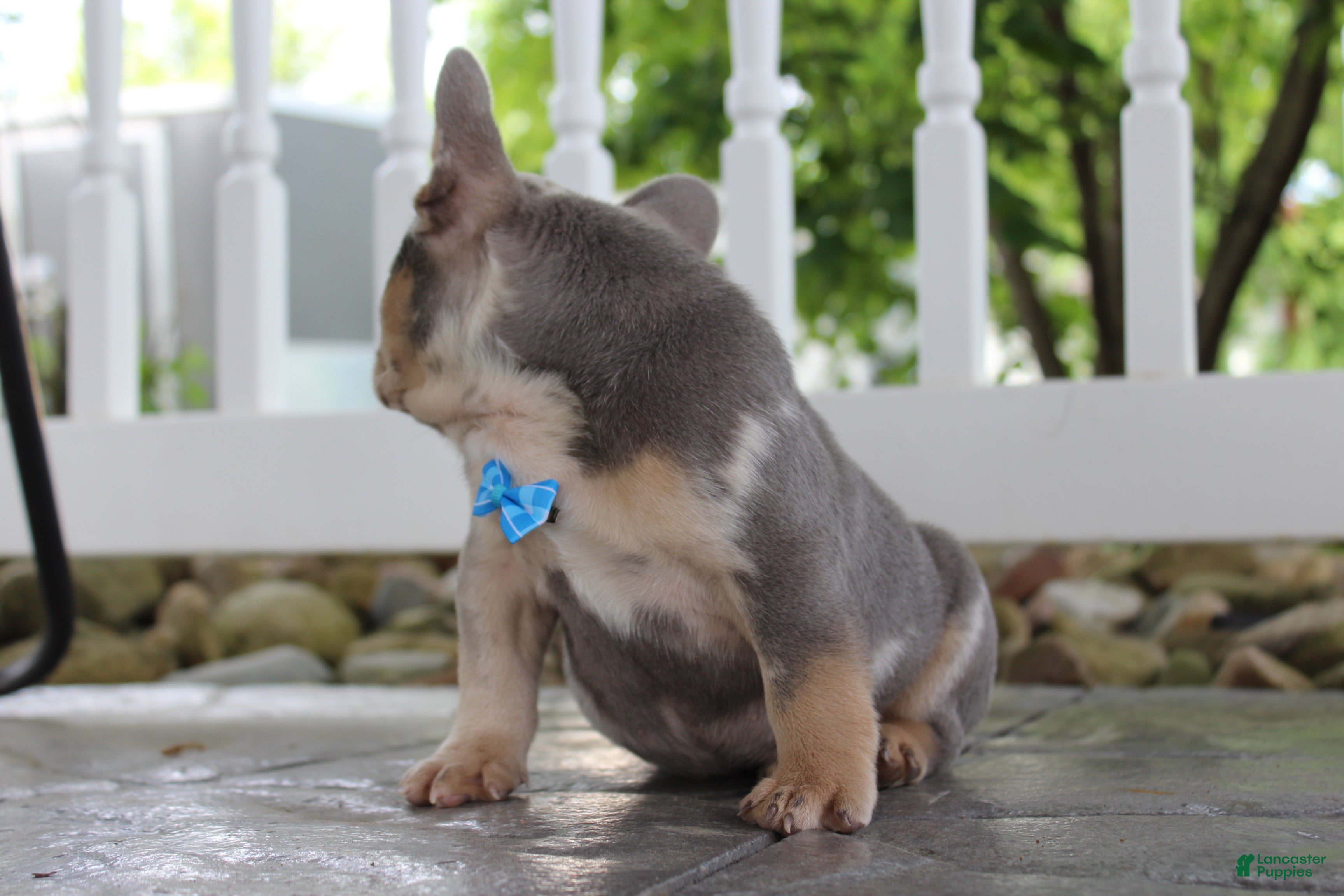 French Bulldog dogs for sale: AKC Hank - Ad 6