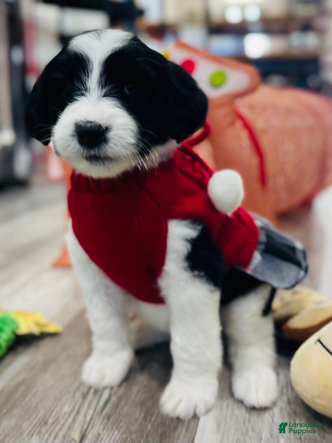 Sheepadoodle dogs for sale: Sheepadoodle Puppy 3 - Ad 2