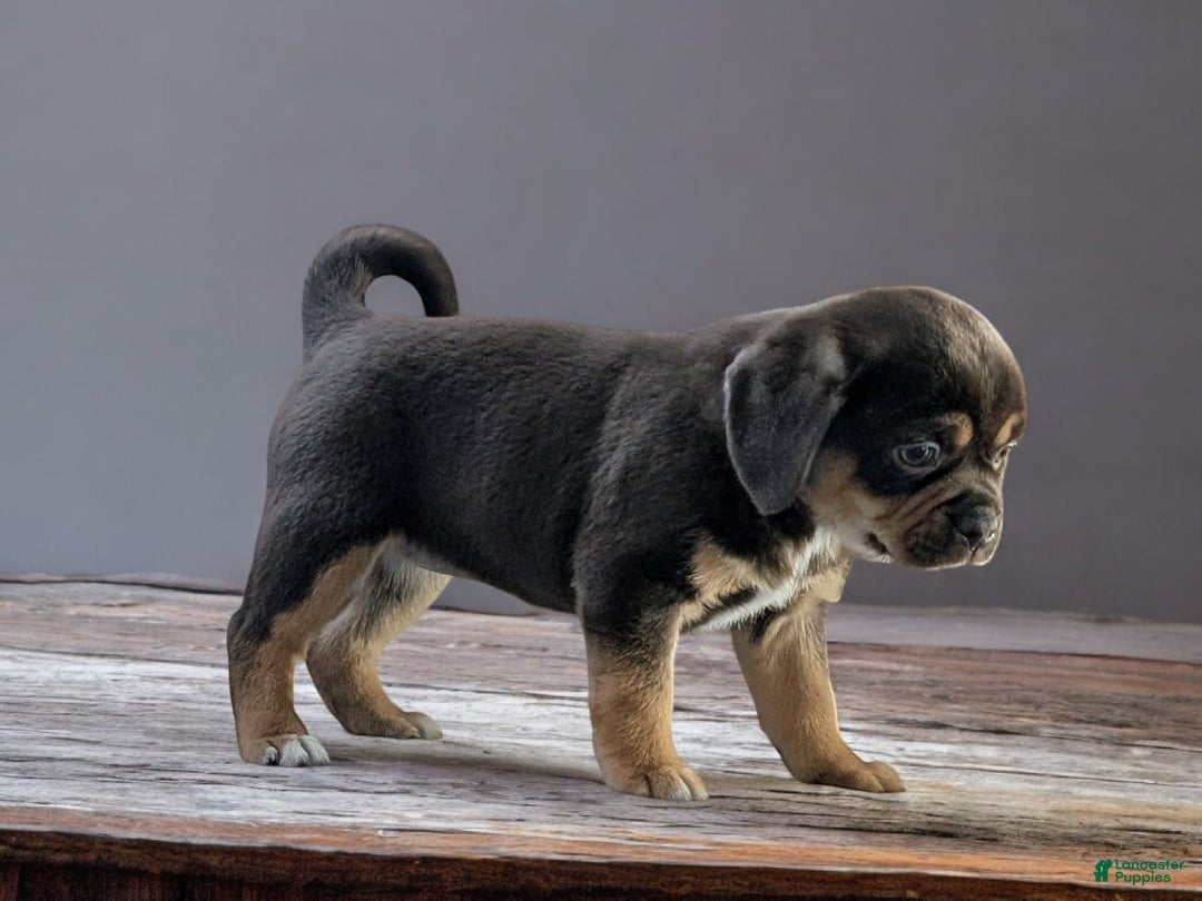 Puggle dogs for sale: Tootsie - Ad 3