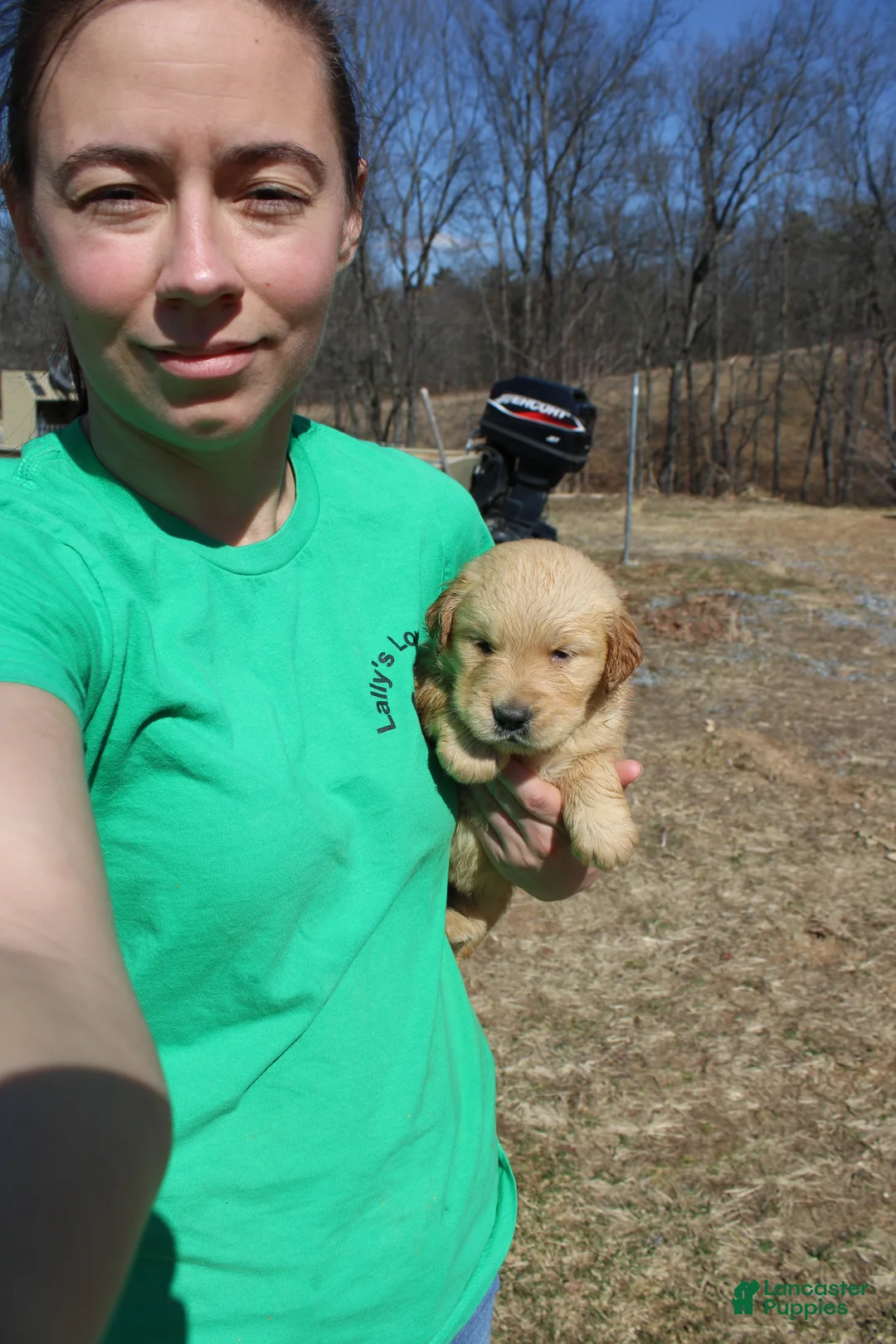 Golden Retriever dogs for sale: Pint - Ad 2