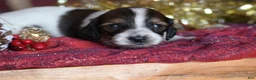 Dachshund dogs for sale: Princess - Ad 7