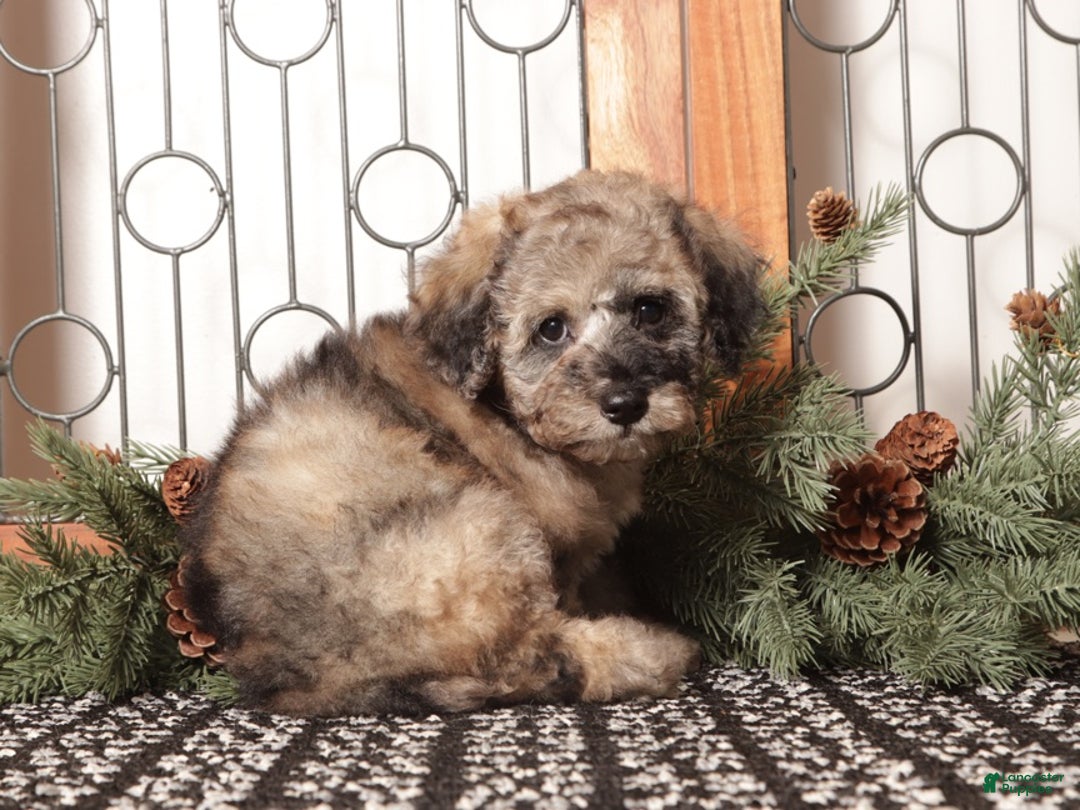 Bichpoo dogs for sale: Chip - Ad 3