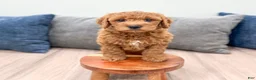 Mini Goldendoodle dogs for sale: Isabella - Ad 3