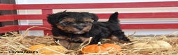 Yorkiepoo dogs for sale: Kaden - Ad 5