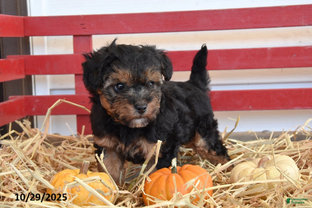 Yorkiepoo dogs for sale: Kaden - Ad 5