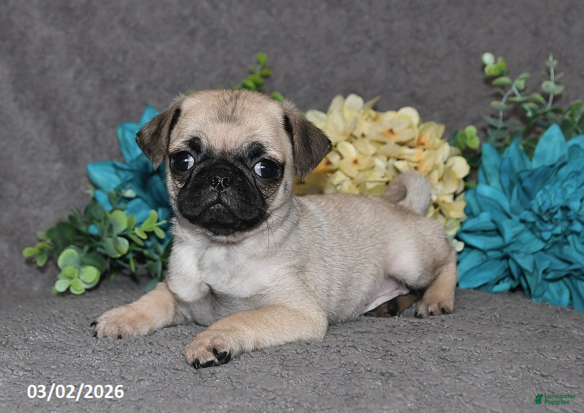 Pug dogs Nugget - Ad 2