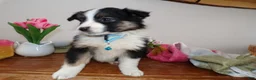 Mini Aussiedoodle dogs for sale: Mini Aussiedoodle Puppy 4 Joline - Ad 3