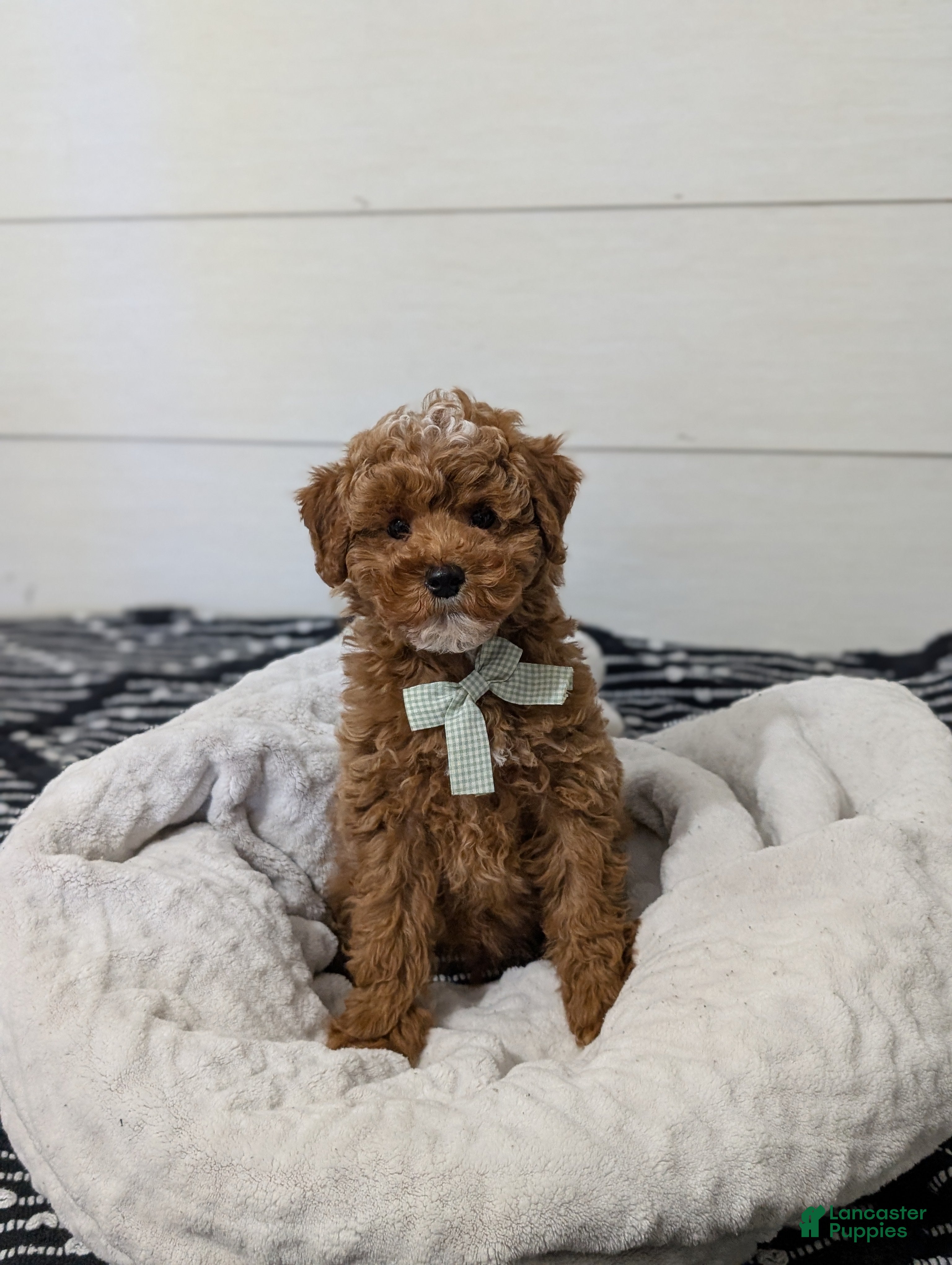 Toy Poodle dogs Snickerdoodle  - Ad 33