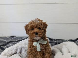 Toy Poodle dogs Snickerdoodle - Ad 22