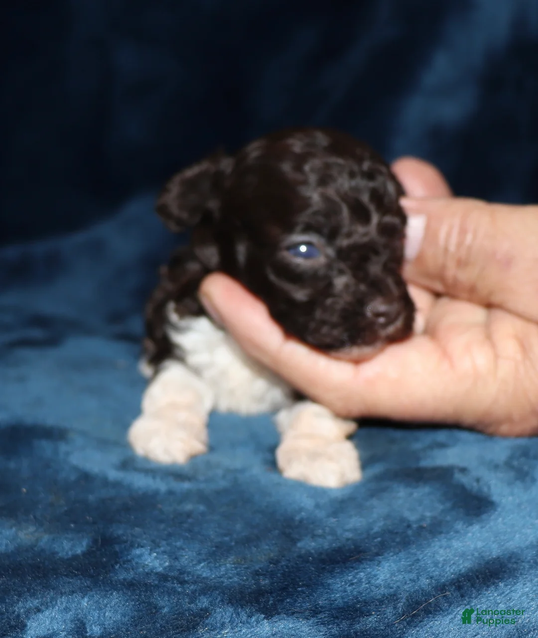 Toy Poodle dogs for sale: Paint - Ad 5