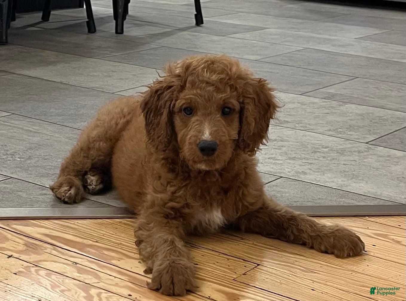 Mini Goldendoodle dogs Abigail - Ad 1