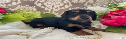 Miniature Dachshund dogs for sale: Kenzi - Ad 3