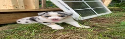 Australian Shepherd dogs for sale: Wolfie  - Ad 1