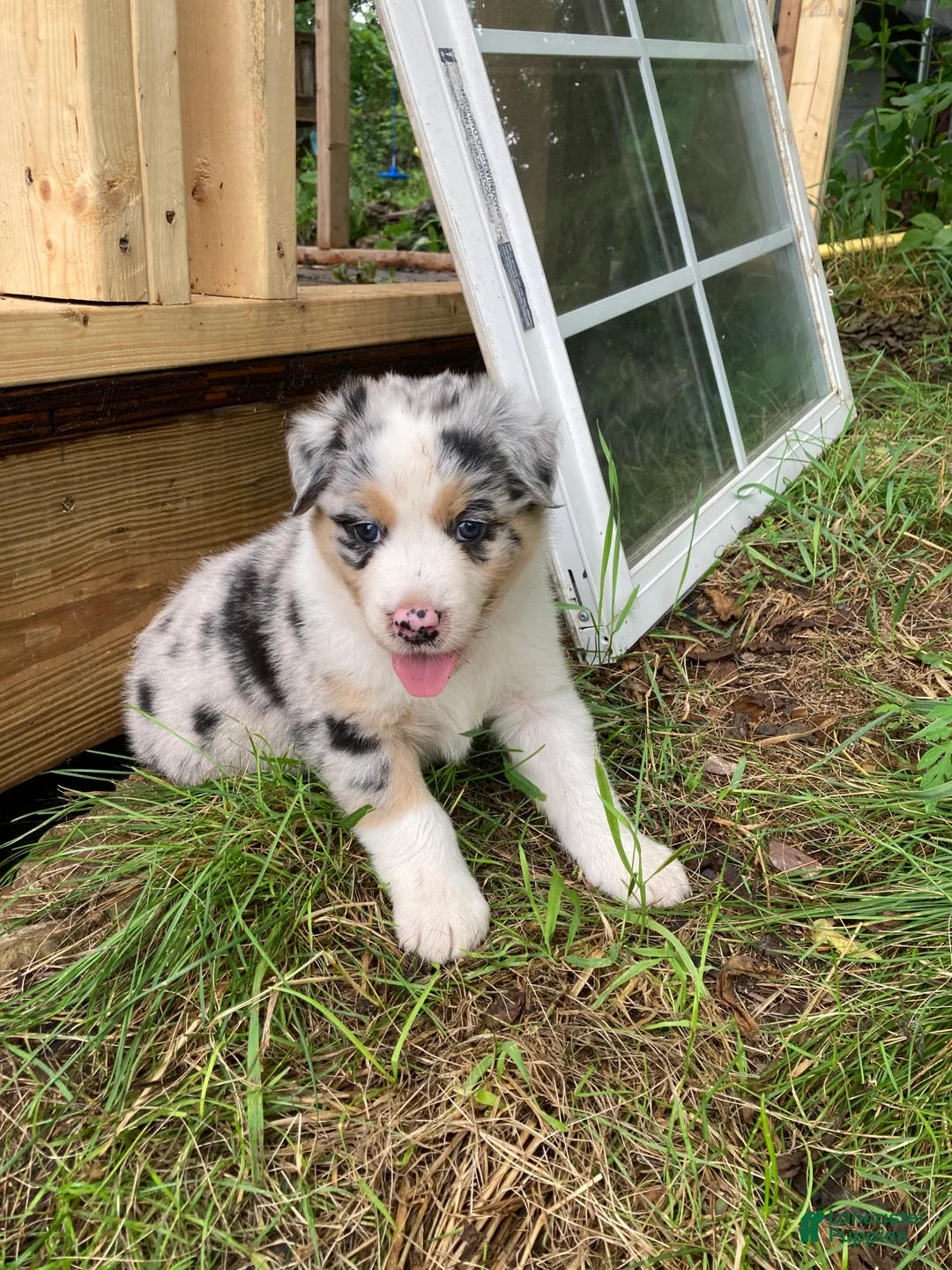 Australian Shepherd dogs for sale: Wolfie  - Ad 1