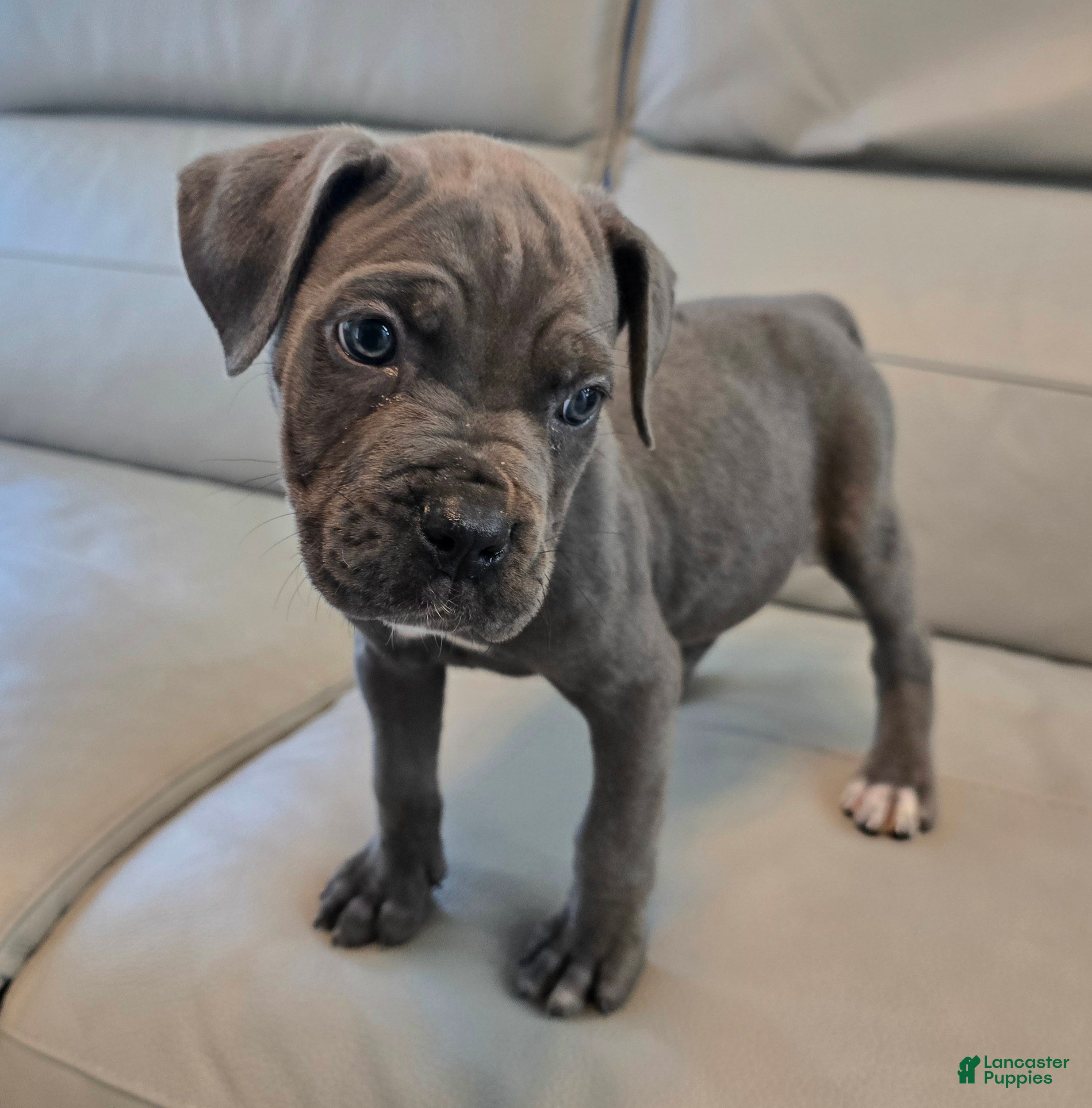 Cane Corso dogs Cane Corso 3 - Ad 2
