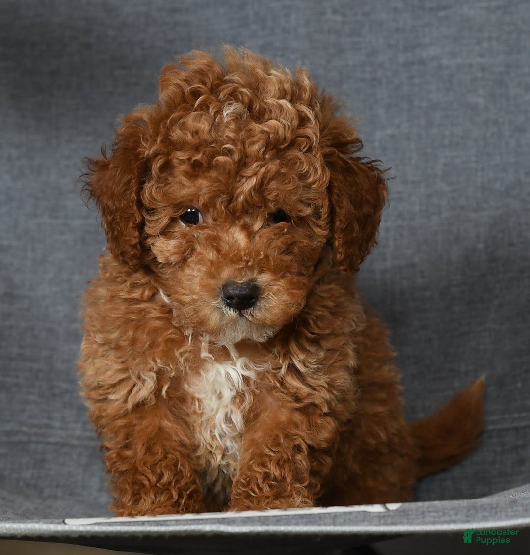 Toy Poodle dogs for sale: Buddy - Ad 6