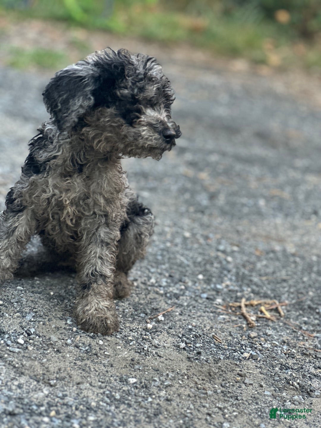 Standard Poodle dogs for sale: Standard Poodle Puppy 2 - Ad 1