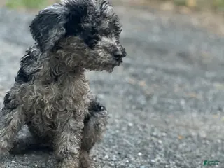 Standard Poodle dogs Standard Poodle Puppy 2 - Ad 8