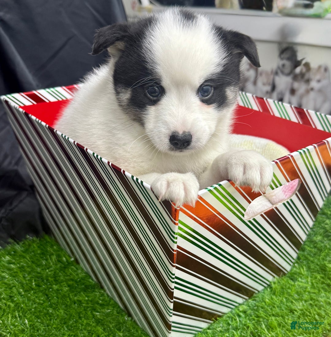 Mixed Breed dogs for sale: Frost - Ad 3