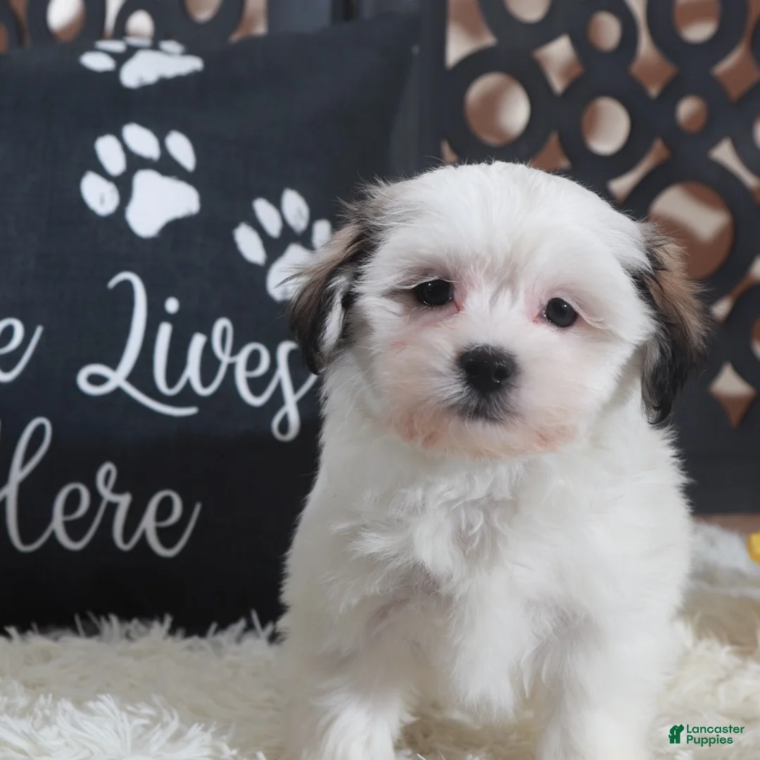 Teddy Bear dogs for sale: Fiona Lovely Teddy Bear Puppy - Ad 2