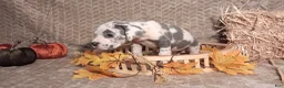 Great Dane dogs for sale: Great Dane 1 - Ad 2