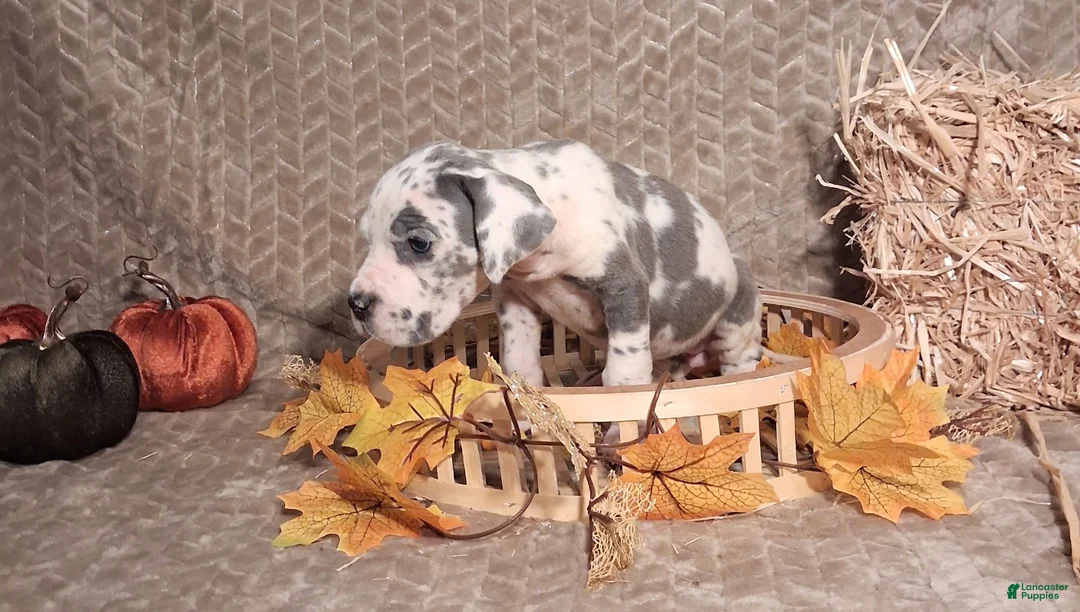 Great Dane dogs for sale: Great Dane 1 - Ad 2