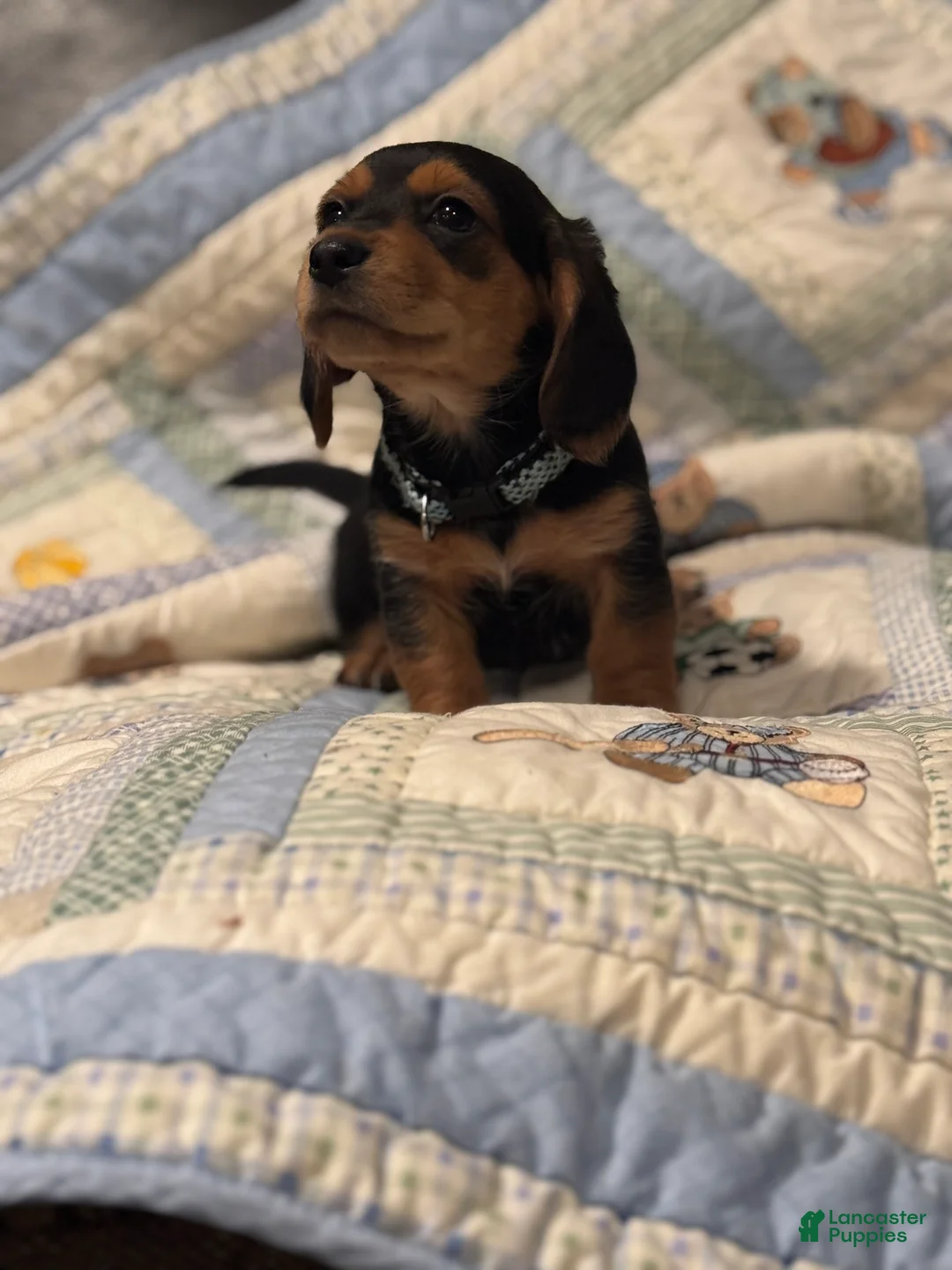 Mixed Breed dogs for sale: Charlie - Ad 2