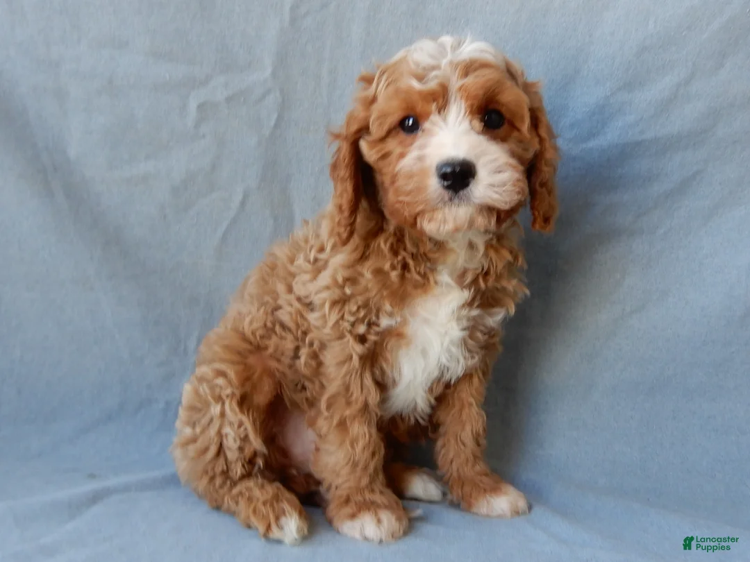 Cavapoo dogs for sale: Simon - Ad 3