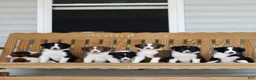 Border Collie dogs for sale: Brad  - Ad 4