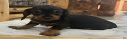 Miniature Dachshund dogs for sale: Poppy - Ad 7