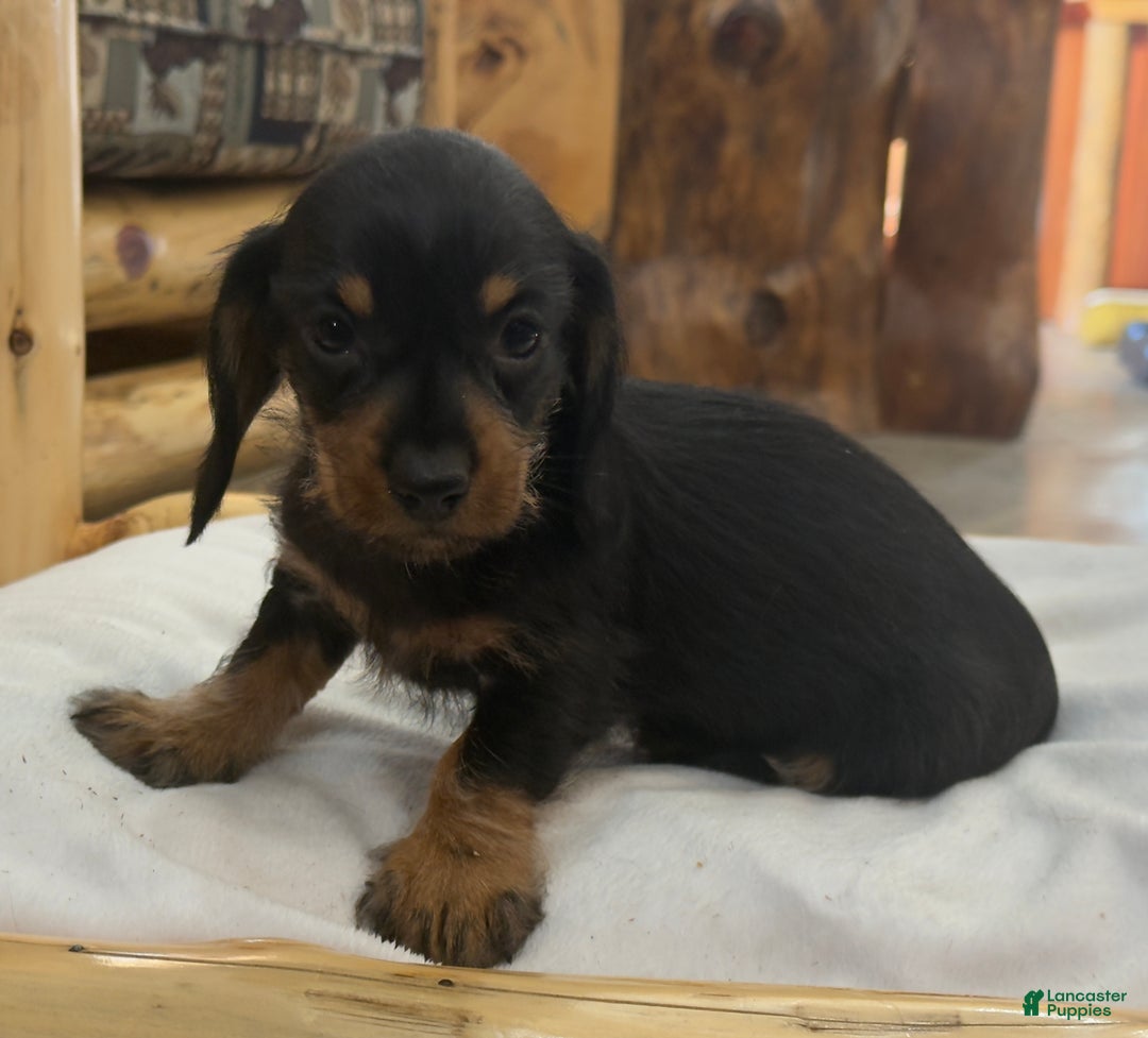 Miniature Dachshund dogs for sale: Poppy - Ad 7