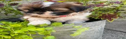 Shih Tzu dogs for sale: Comet - Ad 2