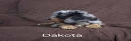 Cockapoo dogs for sale: Dakota - Ad 2