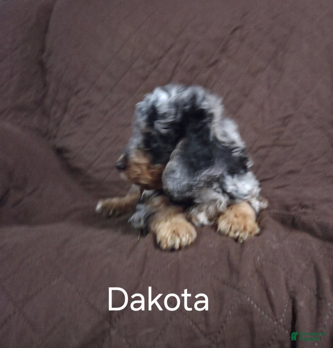 Cockapoo dogs for sale: Dakota - Ad 2