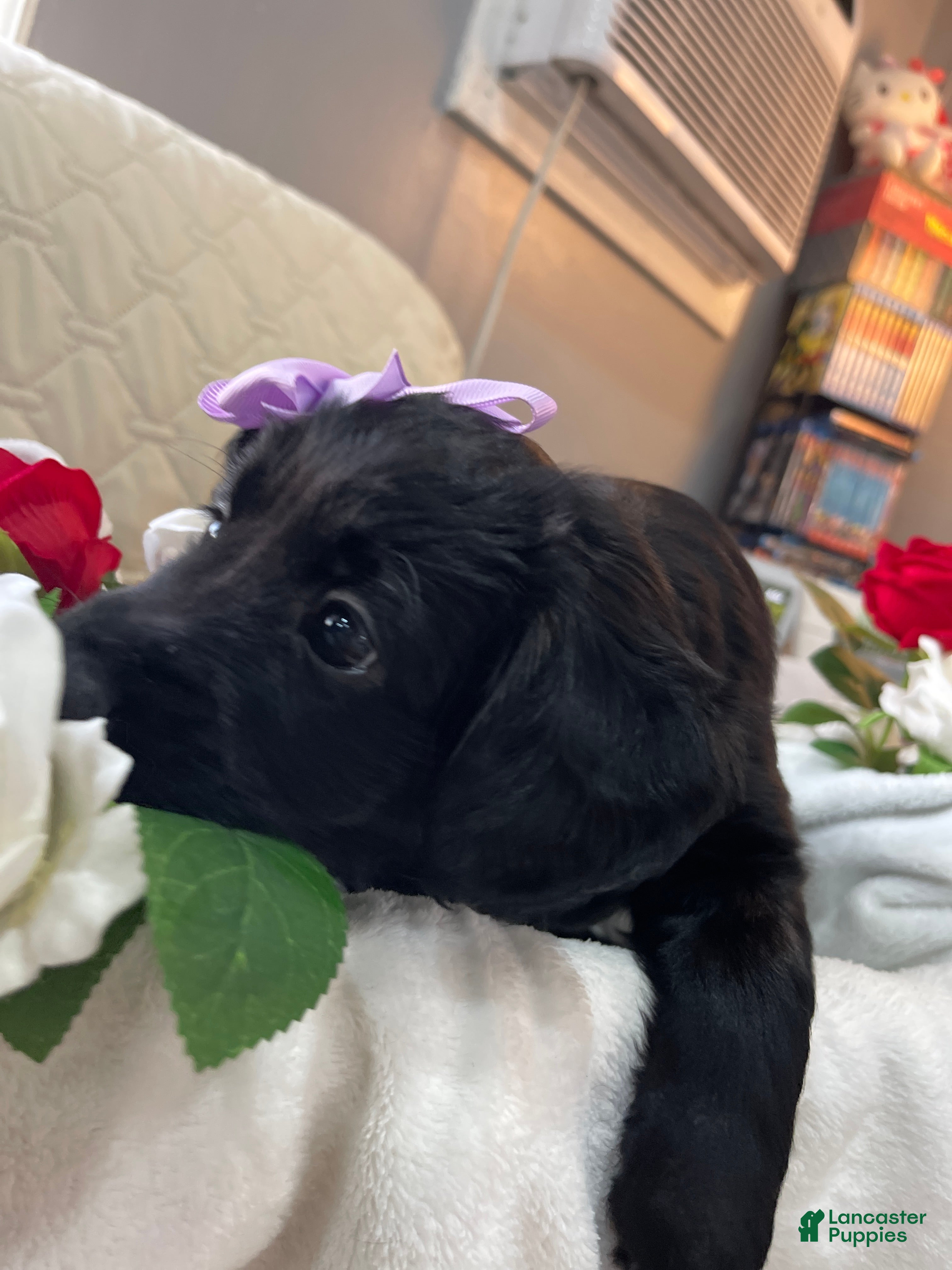 Aussiedoodle dogs Ellie - Ad 2