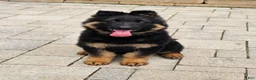 German Shepherd dogs for sale: Christy - Ad 3