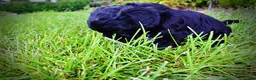 Havapoo dogs for sale: Harmony - Ad 8