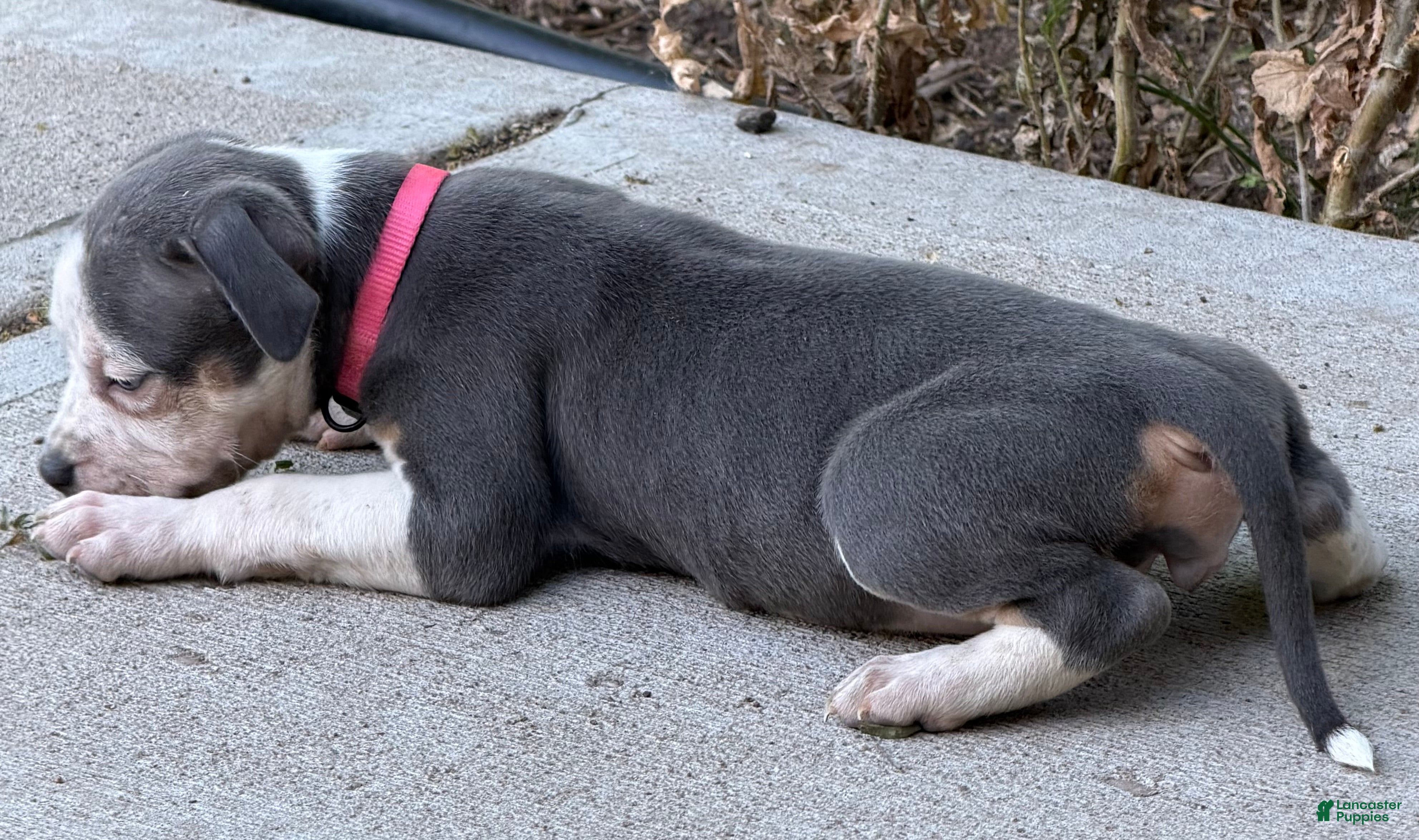 American Bully dogs American Bully Puppy 4 - Ad 2