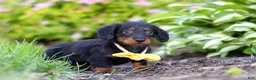 Miniature Dachshund dogs for sale: Ronnie - Ad 5